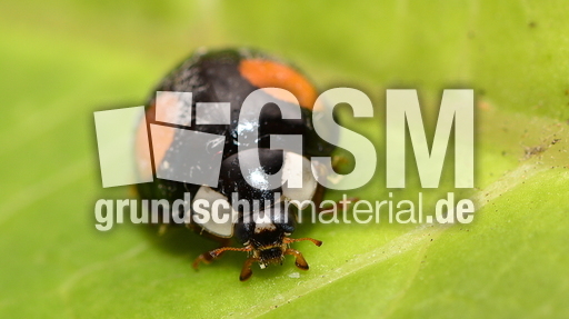 Asiatischer Marienkäfer (28).JPG